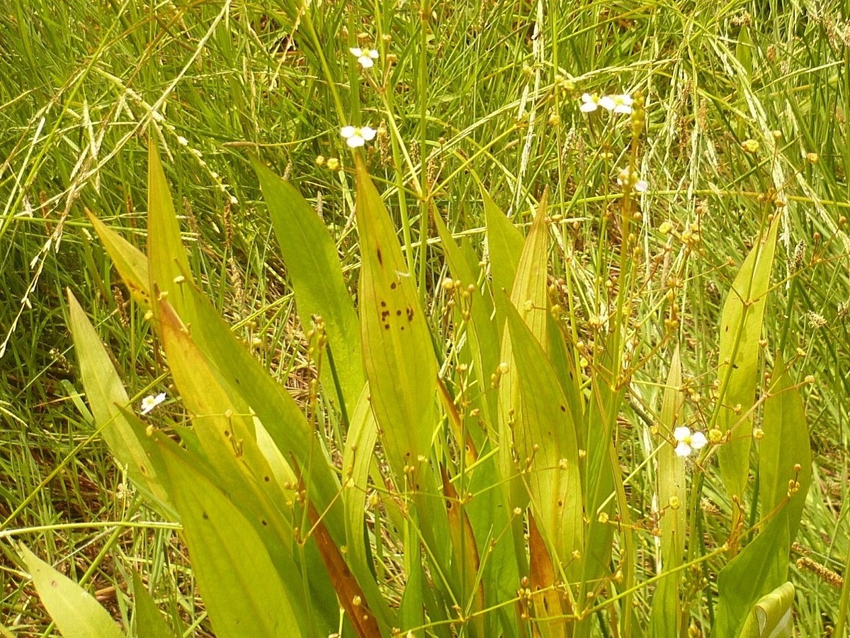 Alisma lanceolatum (Alismataceae)